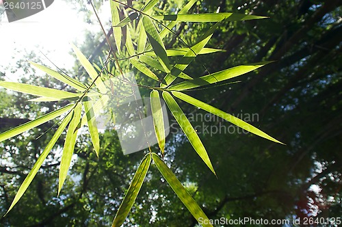 Image of bamboo leaves with sun