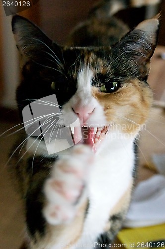 Image of calico cat mouth open paw out