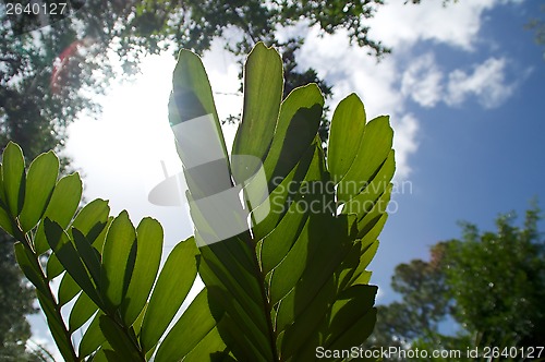 Image of cardboard palm or coontie plant under sun