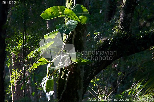Image of wild philodendron on oak tree