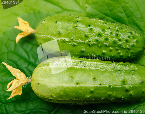 Image of Two fresh cucumber