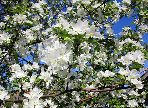 Image of blossom apple tree branch