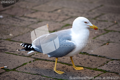 Image of big seagull