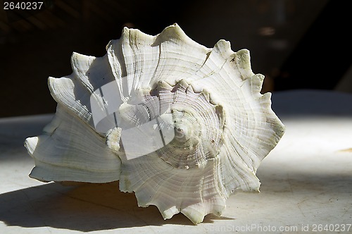 Image of larch conch shell outside