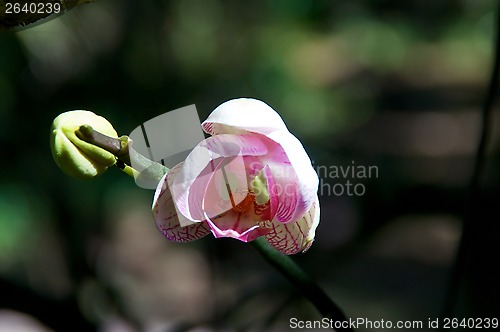 Image of Pink orchid beginning to bloom