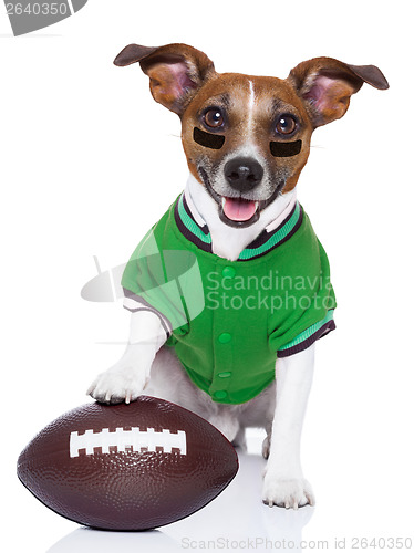 Image of rugby dog 