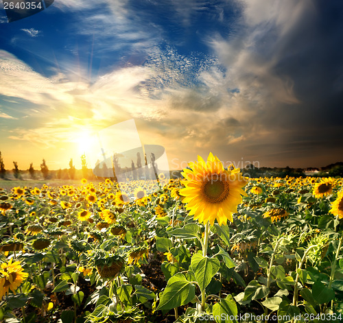 Image of Sun and sunflowers