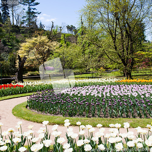 Image of Tulips garden