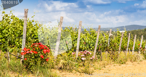 Image of Tuscany Wineyard