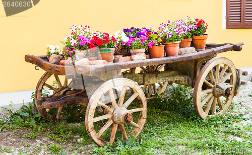 Image of Tuscany flowers