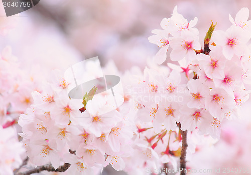 Image of Beautiful Sakura