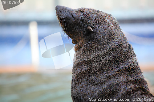 Image of Sea lion