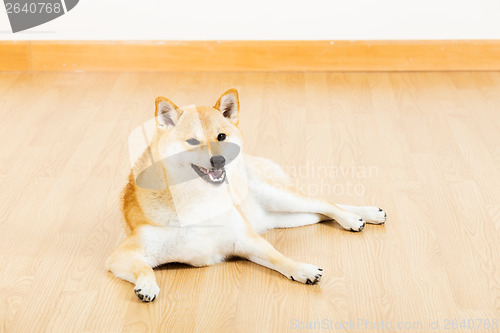 Image of Brown shiba