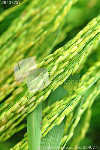 Image of Fresh paddy rice plant