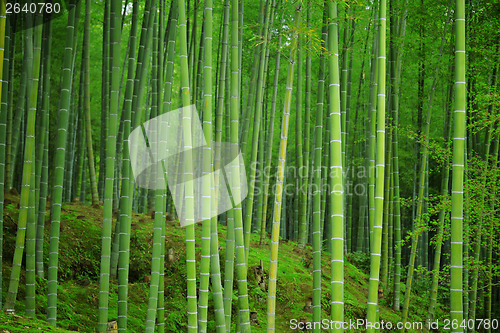 Image of Bamboo forest