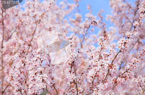 Image of Sakura tree with blue sky