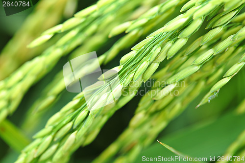 Image of Paddy rice plant close up