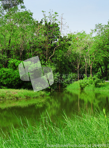 Image of Forest and lake