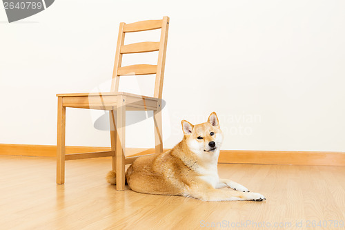 Image of Shiba with chair