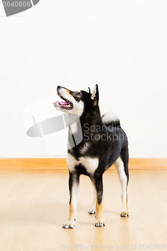 Image of Black shiba dog