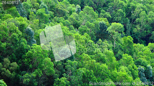 Image of Green forest on moutain