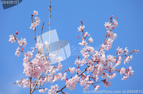 Image of Sakura