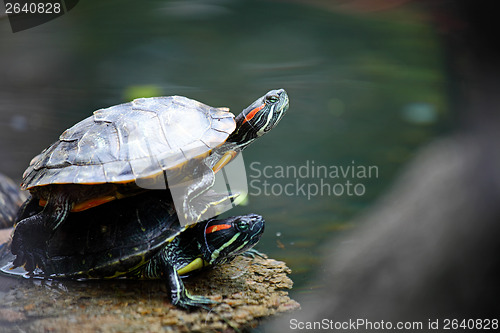 Image of Turtle