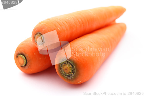 Image of Carrot