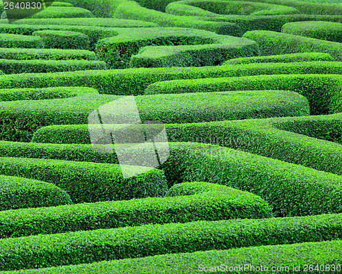 Image of Green maze