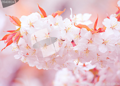 Image of Sakura close up