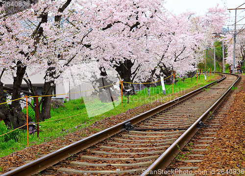 Image of Sakura tree with railroad
