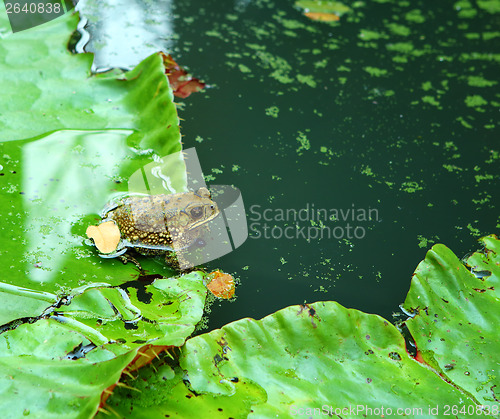 Image of Frog in lake