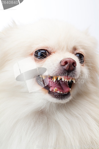 Image of White pomeranian bark