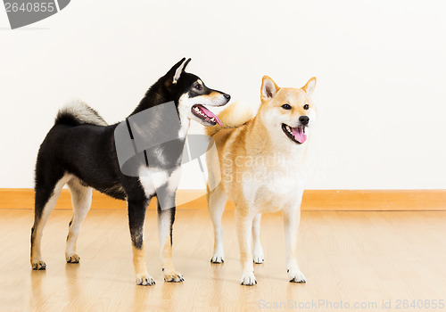 Image of Two shiba dogs