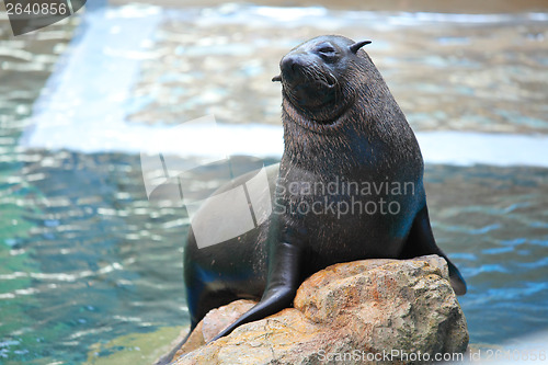 Image of Sea lion on stone