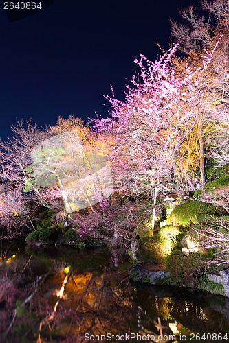 Image of Cherry tree in kyoto at night