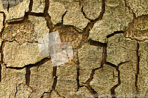 Image of Tree bark