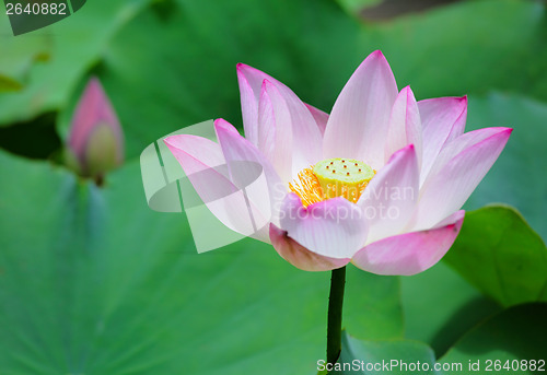 Image of Lotus flower