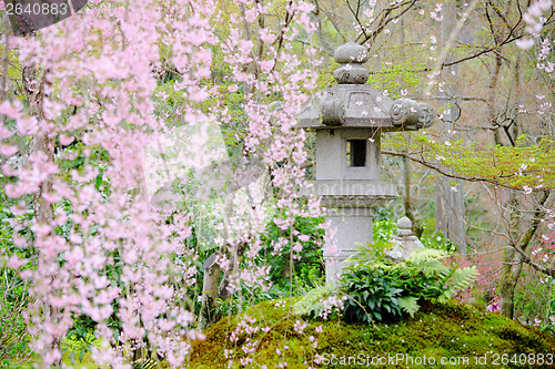 Image of Sakura tree in Japanese garden