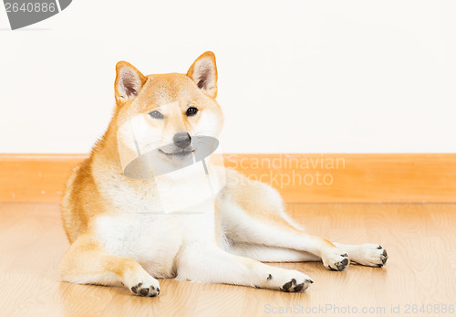Image of Shiba