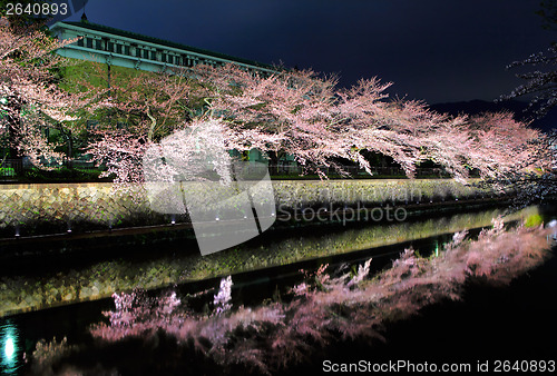 Image of Sakura tree in Kyoto at night