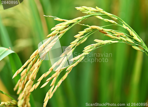 Image of Paddy rice plant