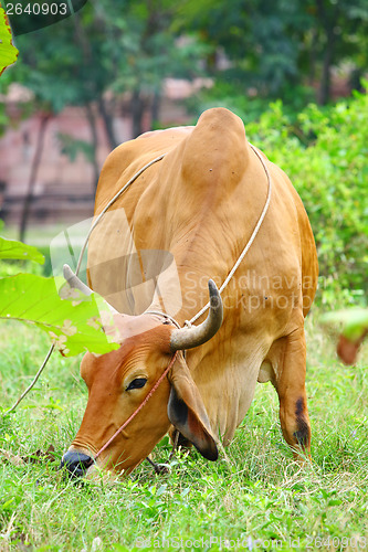 Image of Cow