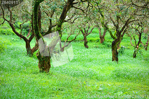 Image of Tree in forest