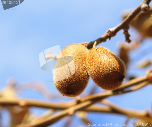 Image of Kiwi fruit on tree