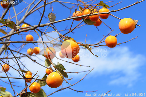 Image of Persimmon tree