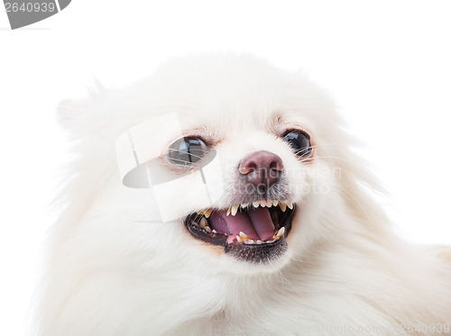 Image of White pomeranian feel angry