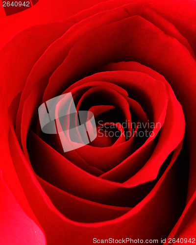 Image of Red rose