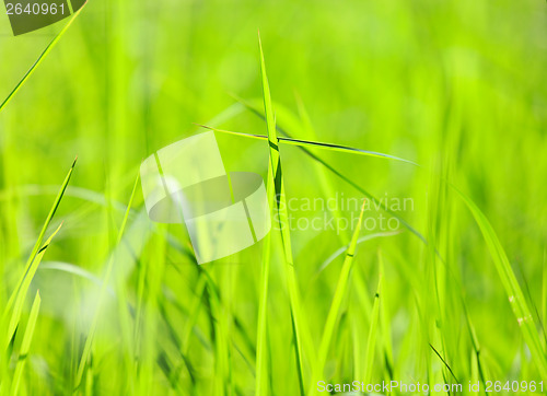 Image of Green grass