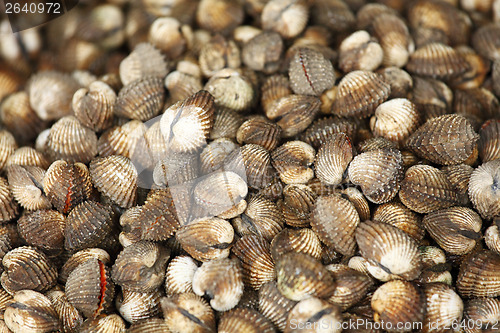 Image of Cockle